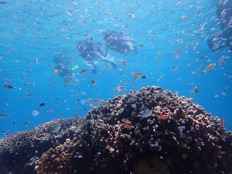 Snorkeling and Diving in Maumere