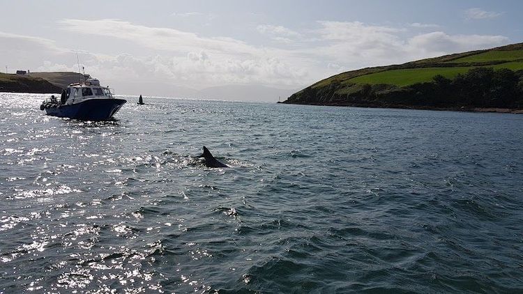 Take a boat tour to see Fungie the Dolphin and explore Dingle Bay - Dingle - Ireland