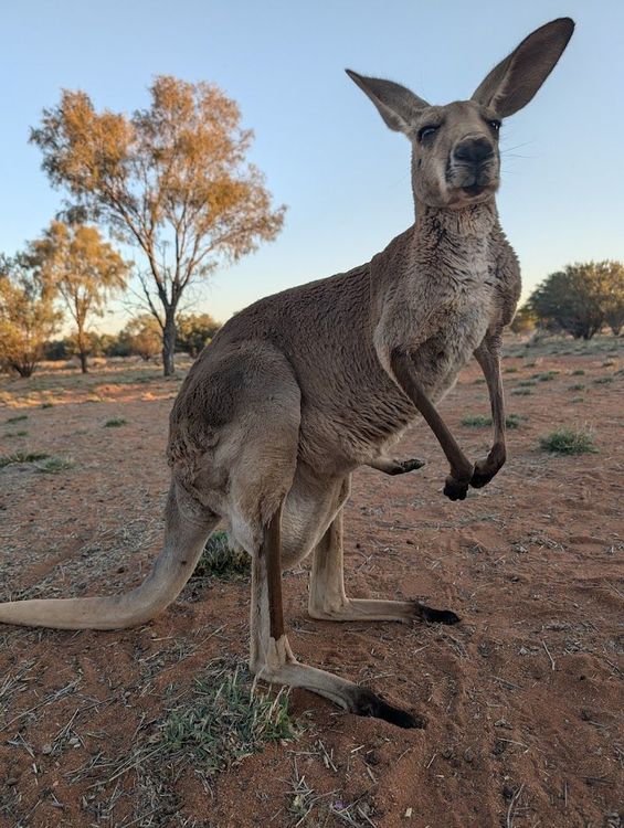 Experience the Kangaroo Sanctuary - Alice Springs - Australia