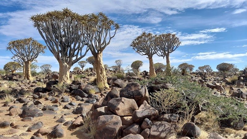 Quiver Tree Forest
