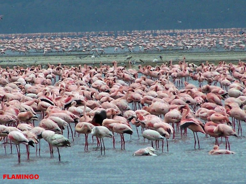 Lake Nakuru National Park