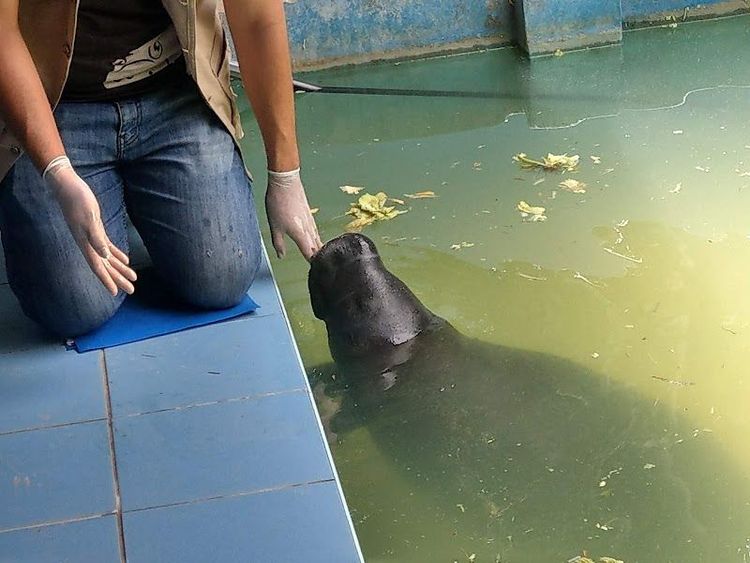 Tour the Manatee Rescue Center - San Juan - Peru