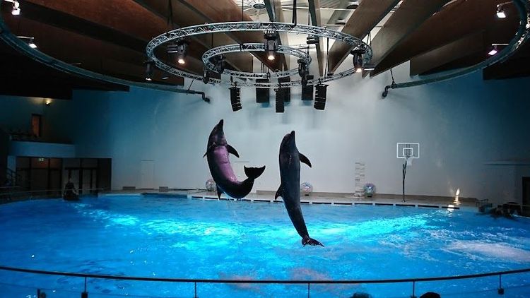 Visit the Lithuanian Sea Museum and Dolphinarium - Klaipėda - Lithuania