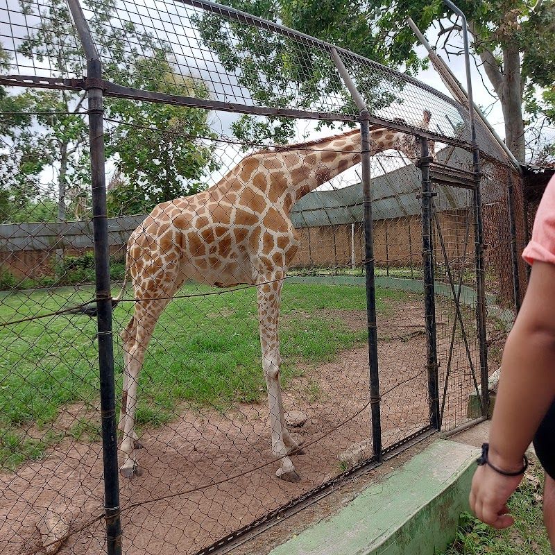Explore the University of Ibadan Zoological Garden