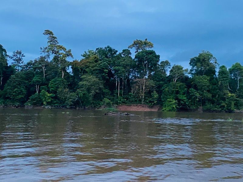 Kinabatangan River Wildlife Safari