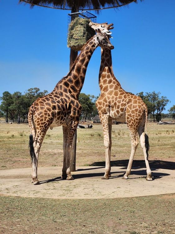 Taronga Western Plains Zoo - Dubbo - Australia