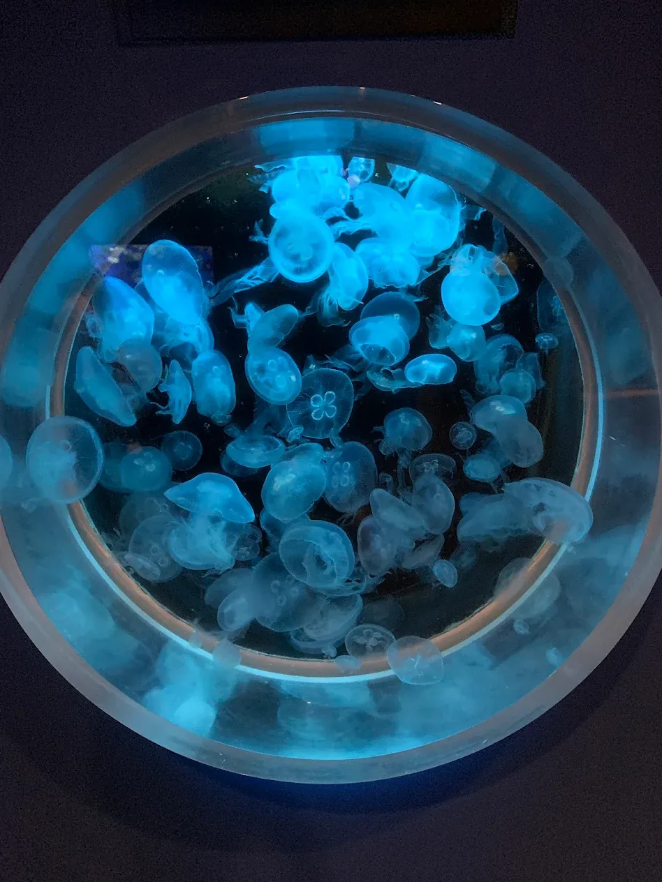 Kagoshima City Aquarium