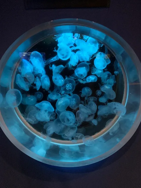 Kagoshima City Aquarium - Kagoshima - Japan