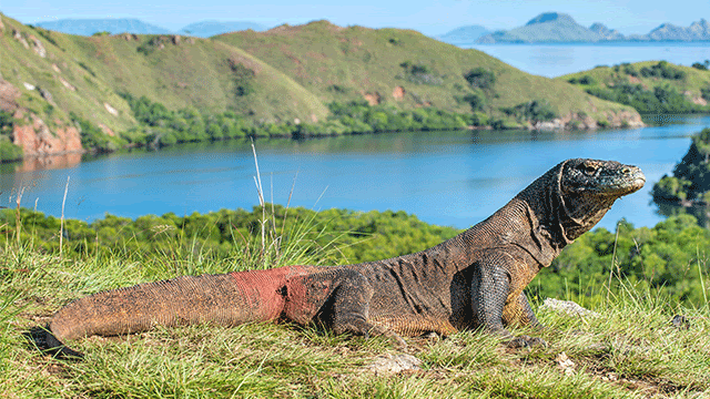 Visit Komodo National Park
