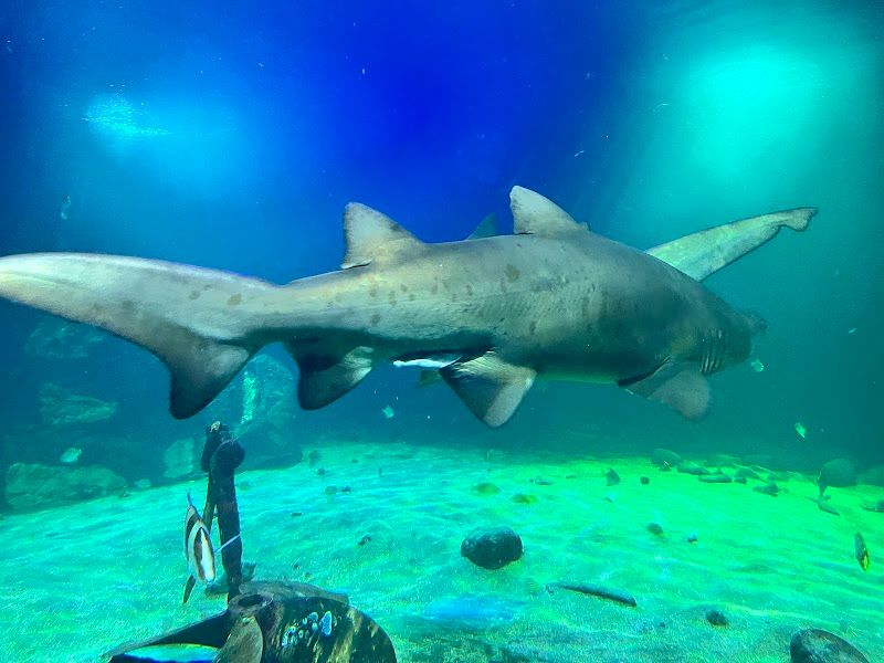 Visit the Dingle Oceanworld Aquarium