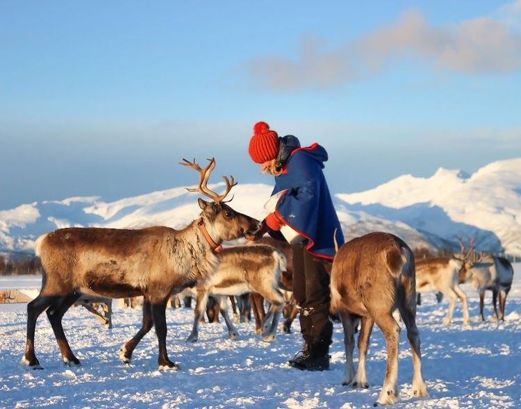 Experience a reindeer sledding tour with a Sami guide - Tromsø - Norway