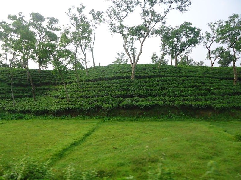 Visit a Tea Garden and Tea Research Institute