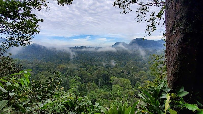 Explore Danum Valley Conservation Area