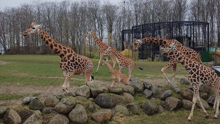 Aalborg Zoo - Aalborg - Denmark