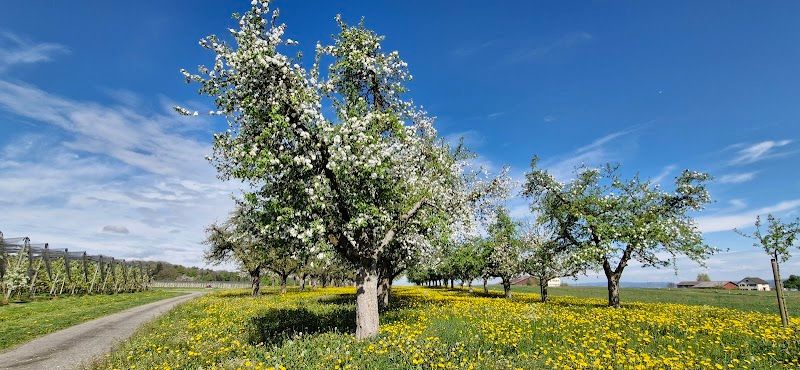 Explore the Altnau Apple Trail (Apfelweg)