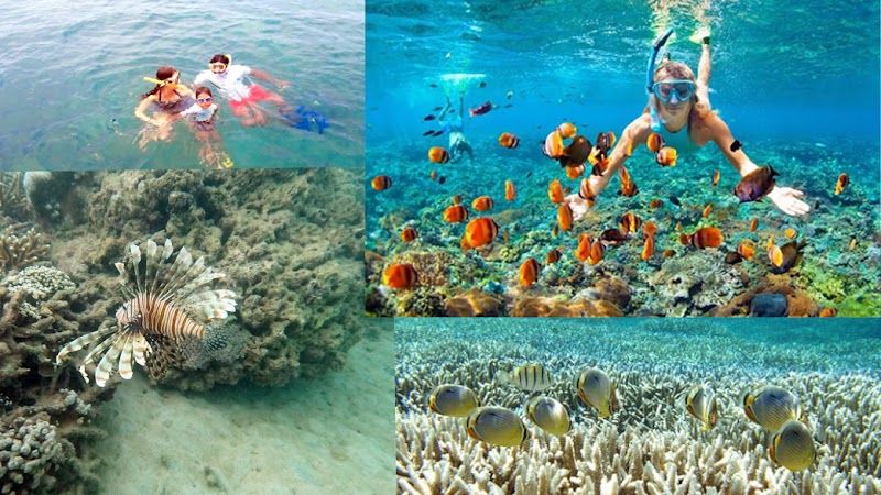 Snorkeling and Diving at Pasikuda Reef