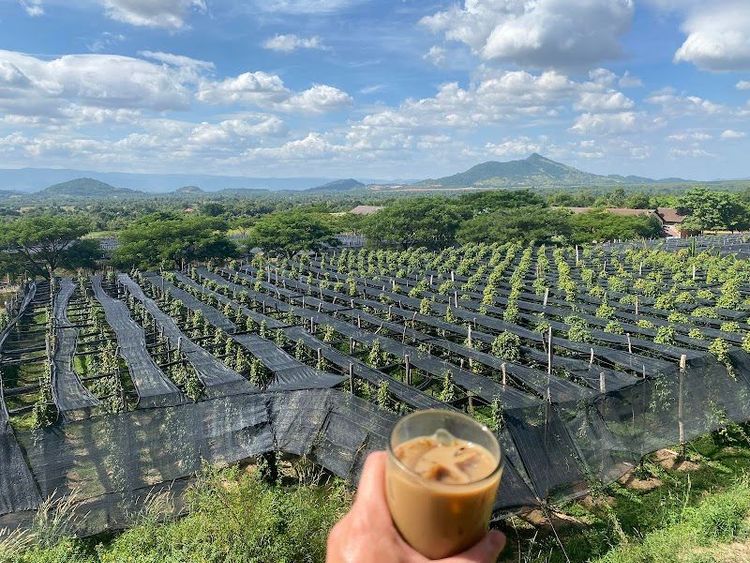 Kampot Pepper Plantations - Kampot - Cambodia