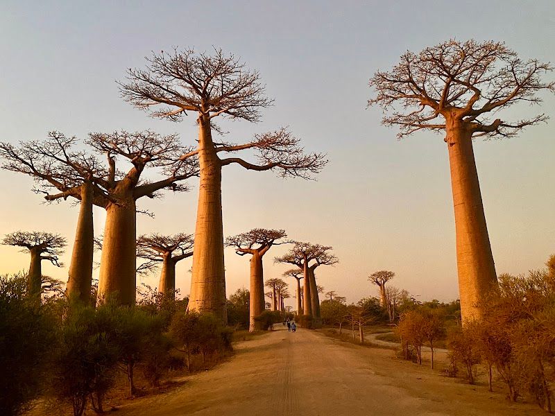 Avenue of the Baobabs