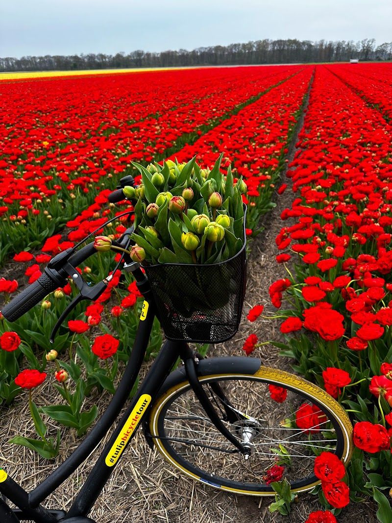 Bike Tour through the Flower Fields