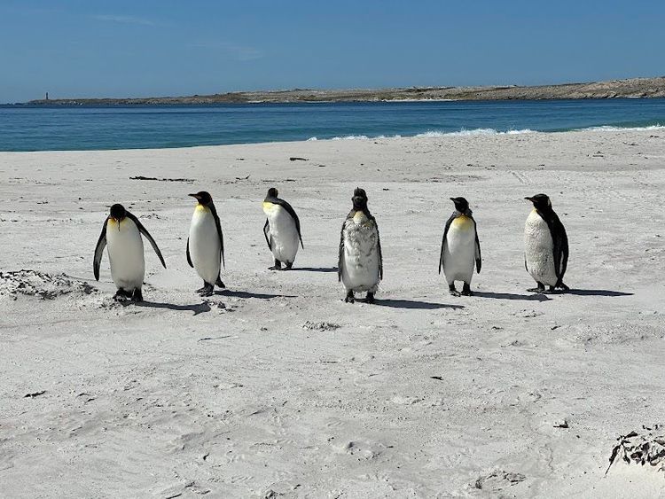 Gentoo Penguin Colony - Stanley - Falkland Islands (Islas Malvinas)