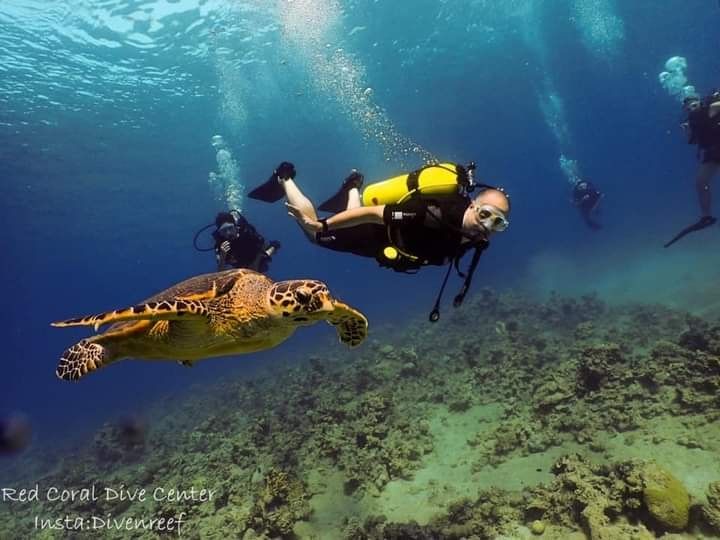 Snorkeling and Diving in the Red Sea