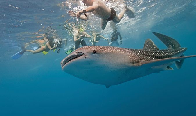 Swimming with Whale Sharks