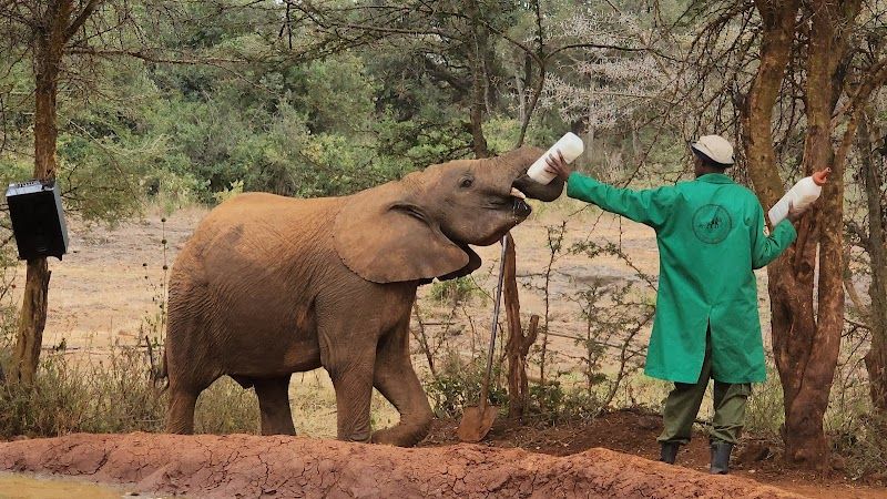 Visit the David Sheldrick Wildlife Trust
