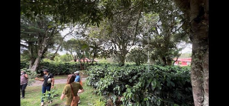Visiting a Coffee Plantation Tour - Palmira - Panama