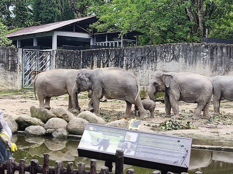 Night Safari in the Rainforest