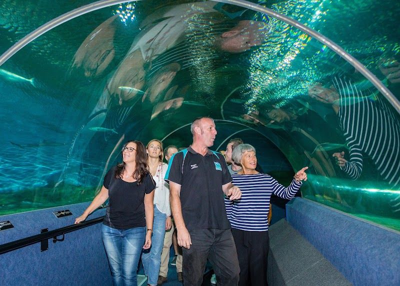 Visit the National Aquarium of New Zealand