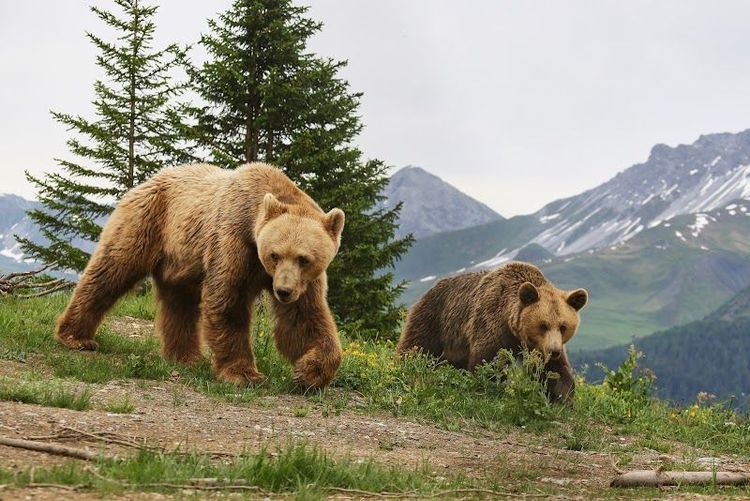 Visiting Arosa Bear Sanctuary - Arosa - Switzerland