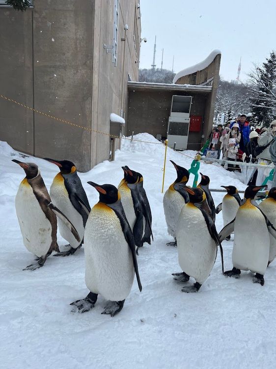 Asahiyama Park - Asahikawa - Japan