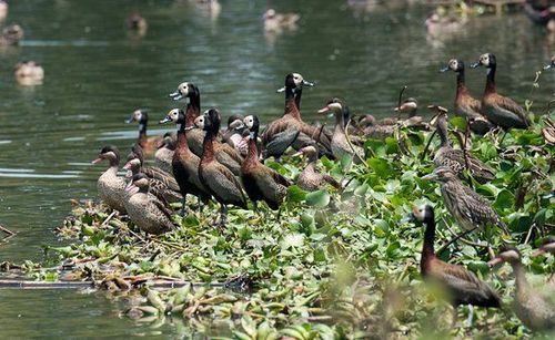 Tsarasaotra Park - Antananarivo - Madagascar