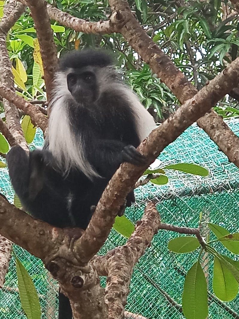 Colobus Monkey Sanctuary Visit