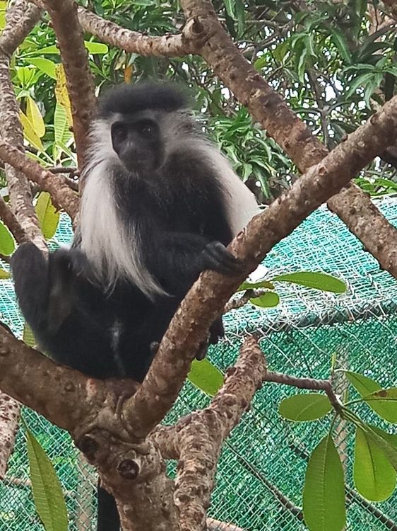 Colobus Monkey Sanctuary Visit - Coast - Kenya