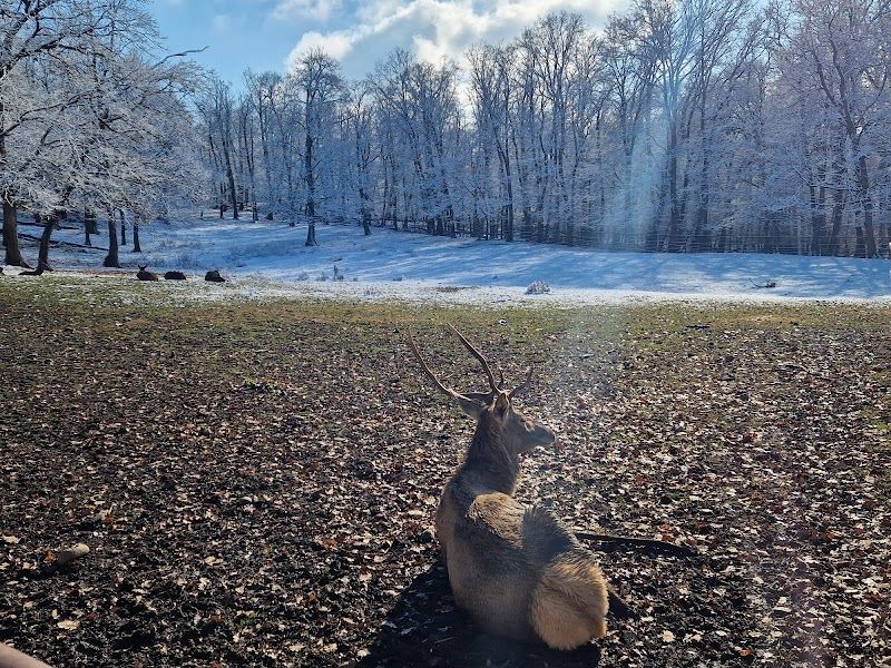 Explore the Târgu Mureș Zoo