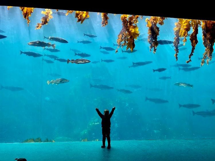 Ålesund Aquarium (Atlanterhavsparken) - Ålesund - Norway