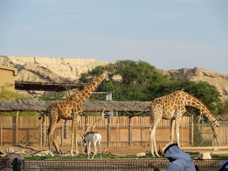Al Ain Zoo - Al Ain - United Arab Emirates