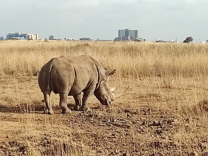 Explore Nairobi National Park