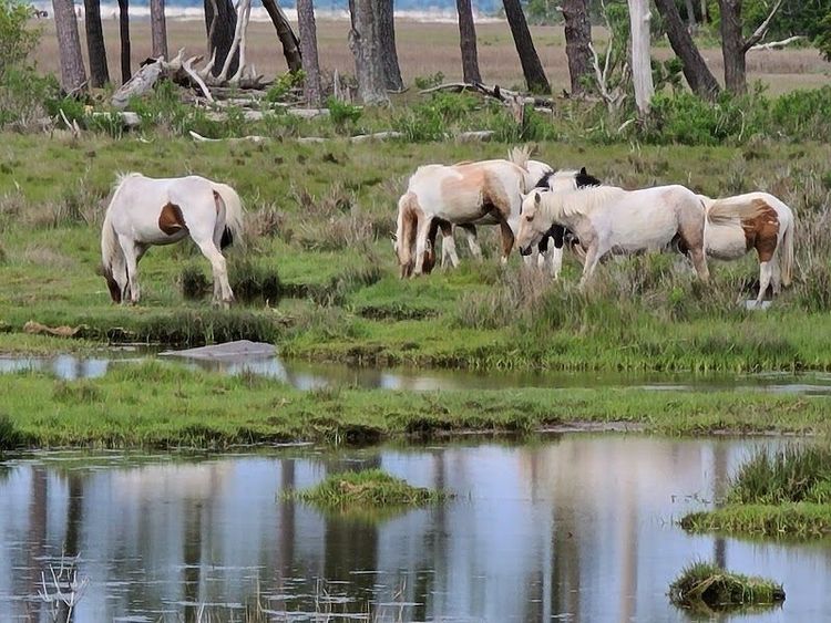 Chincoteague National Wildlife Refuge - Chincoteague - United States