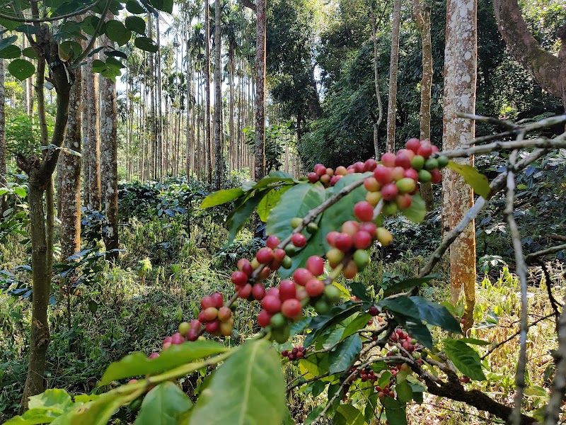 Explore Coffee Plantations