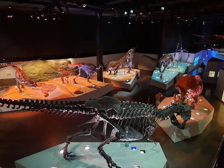 Houston Museum of Natural Science - Houston - United States