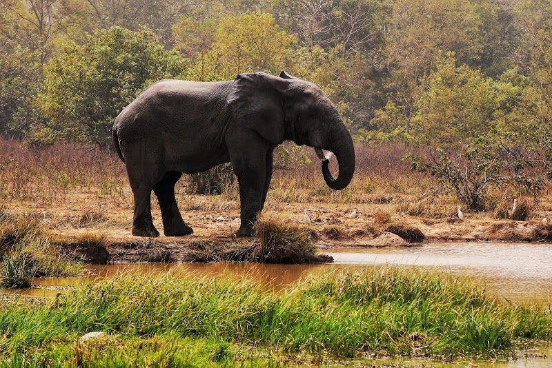 Visit the Mole National Park