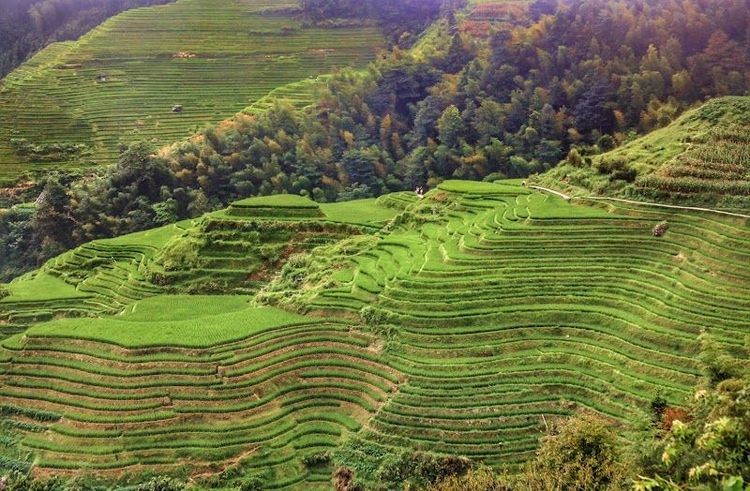 Hike in Longji Rice Terraces - Guilin - China