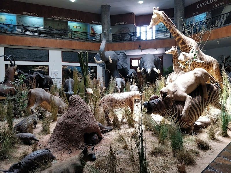 Explore the Museu de História Natural (Natural History Museum)