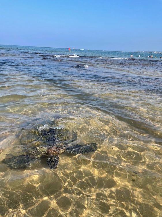 Turtle Beach Hikkaduwa - Hikkaduwa - Sri Lanka