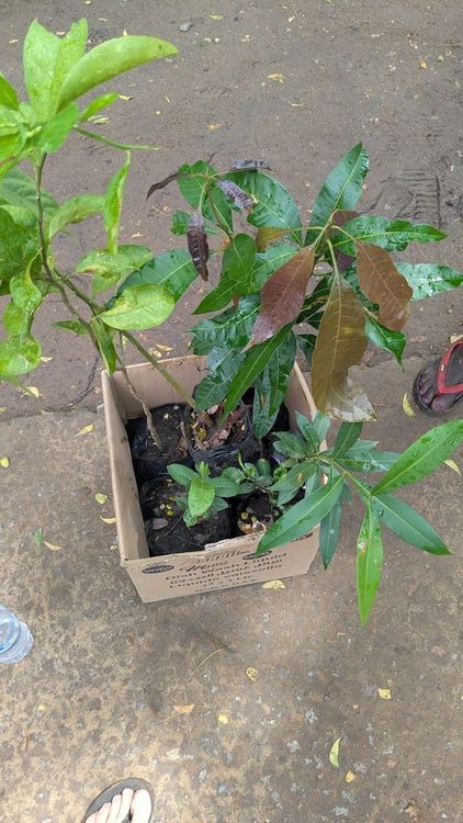 State Central Tree Nursery - Juba - South Sudan