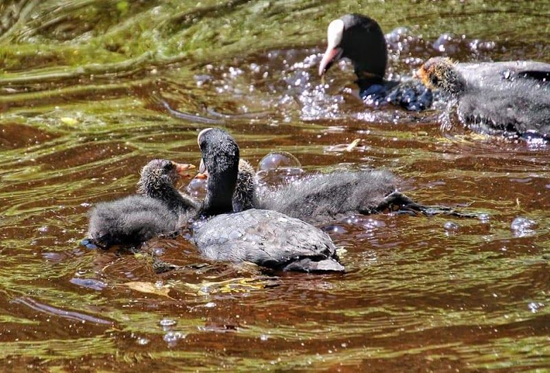 Naturerlebnispfad am Rotmoos