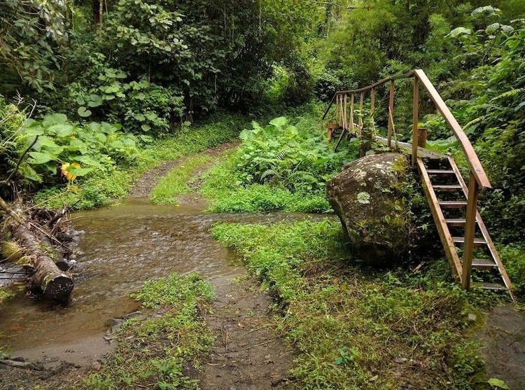 Exploring the Cloud Forest on the Pipeline Trail - Los Naranjos - Panama