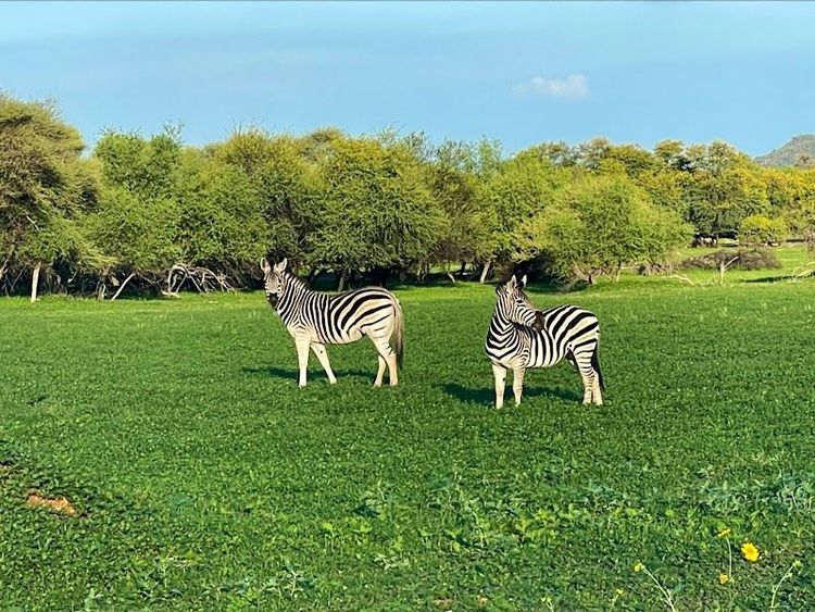 Explore the Gaborone Game Reserve - Gaborone - Botswana